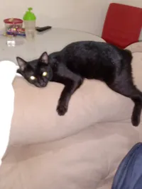 Gato raça SRD-ViraLata idade 1 ano nome tufão 