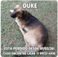 Cachorro raça SRD-ViraLata idade 6 ou mais anos nome Duke