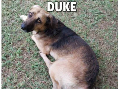 Duke