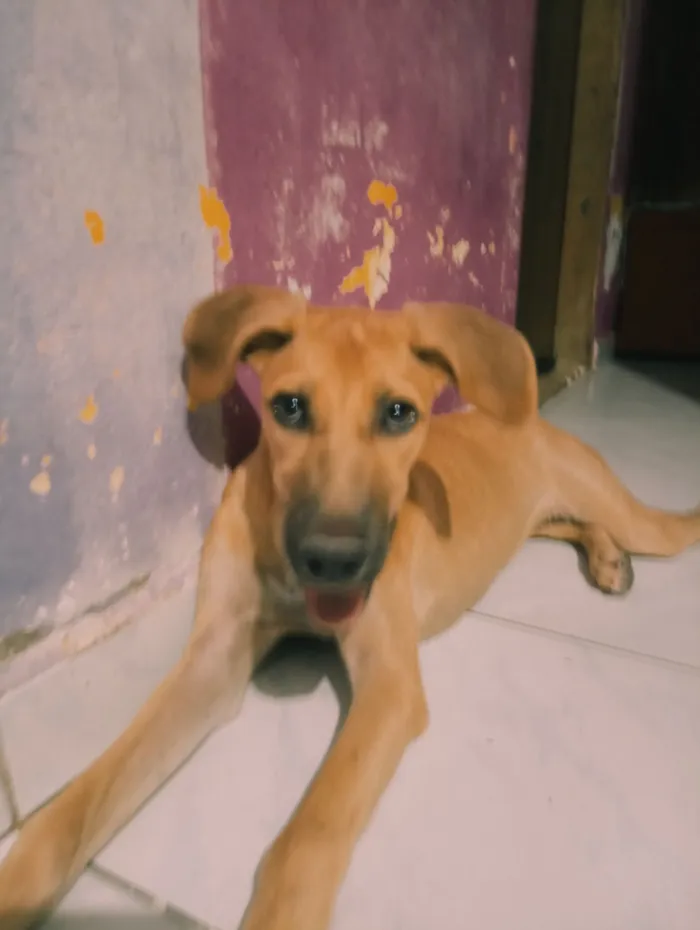 Cachorro raça SRD-ViraLata idade 7 a 11 meses nome Lisa