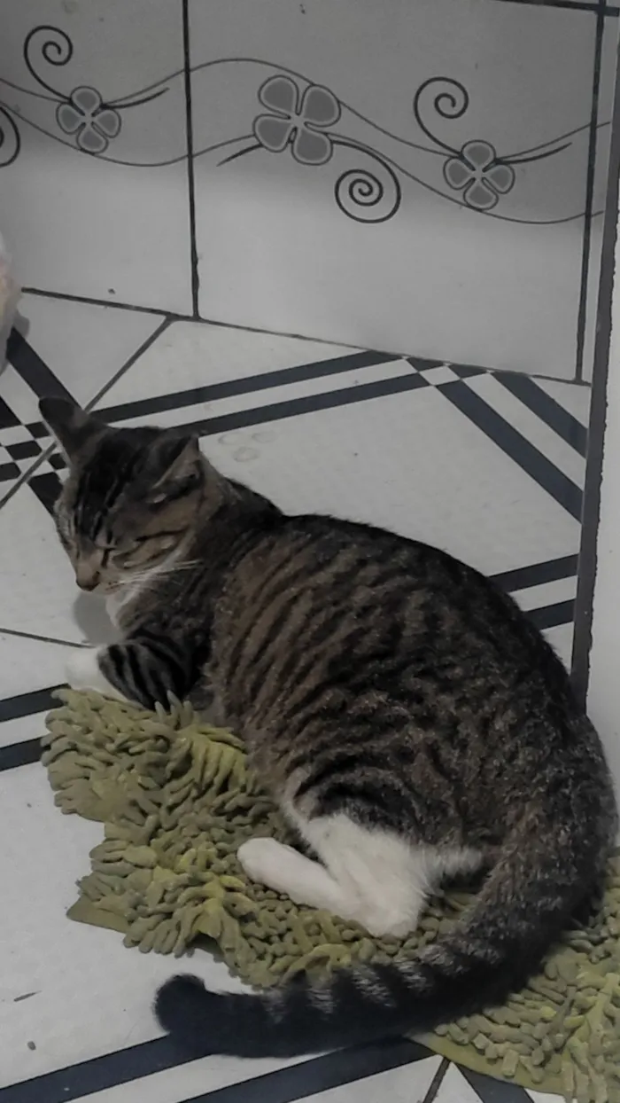 Gato raça SRD-ViraLata idade 1 ano nome MEG