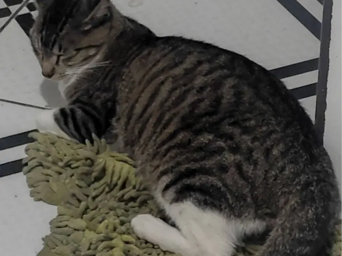 Gato raça SRD-ViraLata idade 1 ano nome MEG