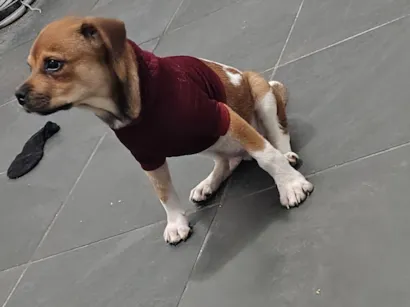 Cachorro raça SRD-ViraLata idade 7 a 11 meses nome Paçoca 