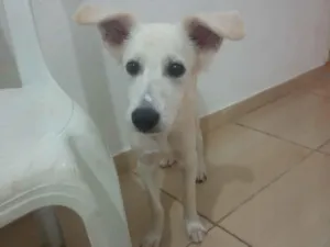 Cachorro raça SRD-ViraLata idade 2 a 6 meses nome Pajé 