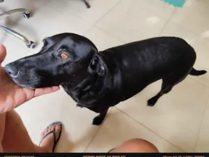 Cachorro raça SRD-ViraLata idade 1 ano nome Nega