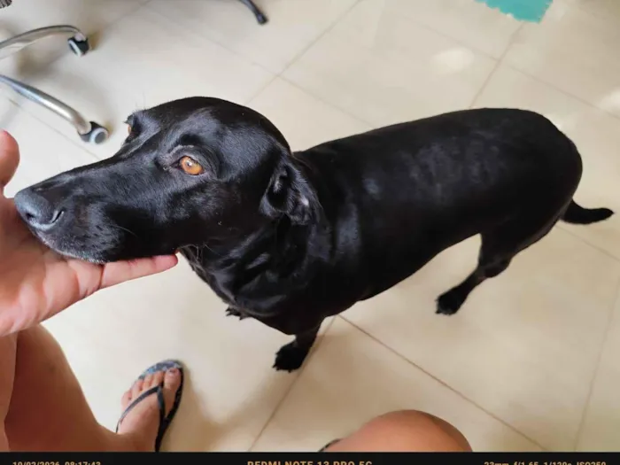 Cachorro raça SRD-ViraLata idade 1 ano nome Nega