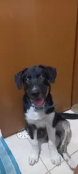Cachorro raça SRD-ViraLata idade 2 a 6 meses nome Duke