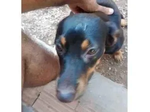 Cachorro raça SRD-ViraLata idade 6 ou mais anos nome otto