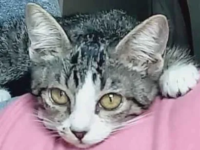 Gato raça SRD-ViraLata idade 2 a 6 meses nome Gatinho Fofo busca um Lar