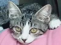 Gato raça SRD-ViraLata idade 2 a 6 meses nome Gatinho Fofo busca um Lar