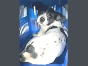 Cachorro raça Shitzu idade 2 anos nome thor