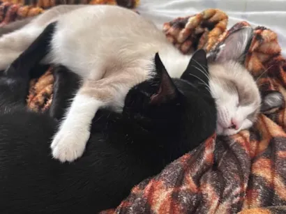 Gato raça SRD-ViraLata idade 2 a 6 meses nome Snop e mel 