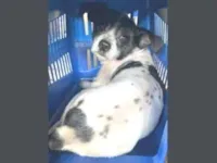 Cachorro raça Shitzu idade 2 anos nome thor