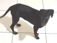 Cachorro raça SRD-ViraLata idade 2 a 6 meses nome Bruce 