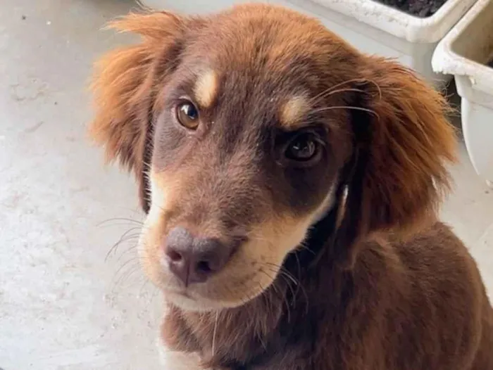 Gato raça SRD-ViraLata idade 2 a 6 meses nome sem nome