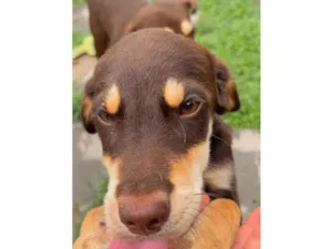 Cachorro raça SRD-ViraLata idade 2 a 6 meses nome sem nome