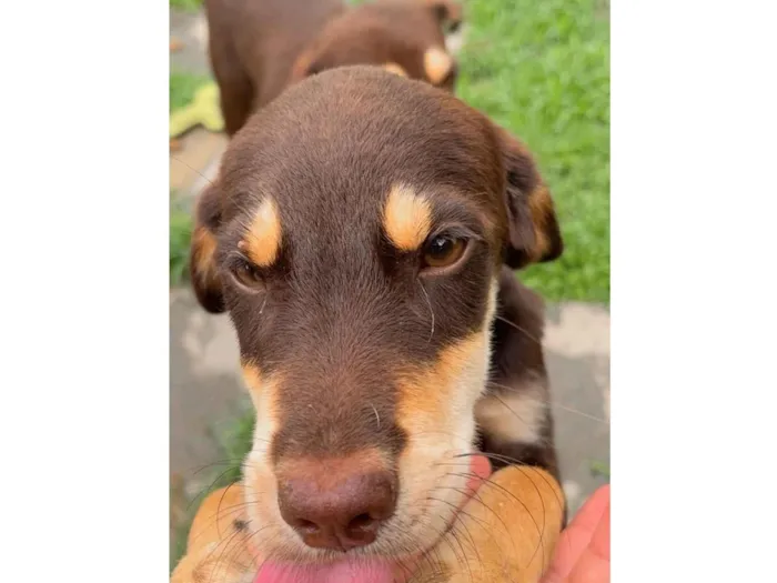 Cachorro raça SRD-ViraLata idade 2 a 6 meses nome sem nome