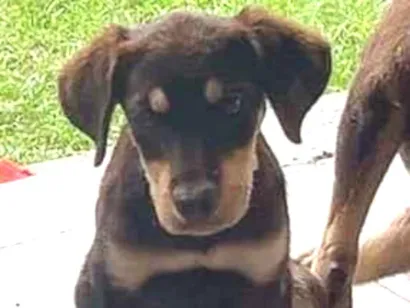 Cachorro raça SRD-ViraLata idade 2 a 6 meses nome sem nome