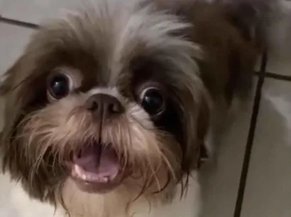 Cachorro raça Shitzu idade 1 ano nome Cacau