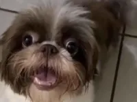 Cachorro raça Shitzu idade 1 ano nome Cacau