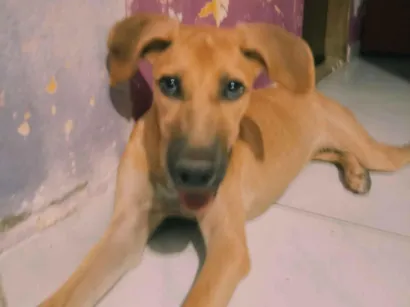Cachorro raça SRD-ViraLata idade 7 a 11 meses nome Lisa