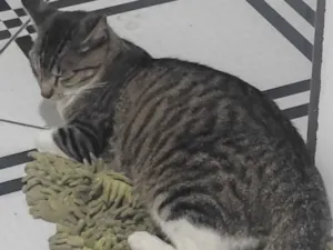 Gato raça SRD-ViraLata idade 1 ano nome MEG