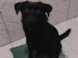 Cachorro raça SRD-ViraLata idade 3 anos nome Zoe