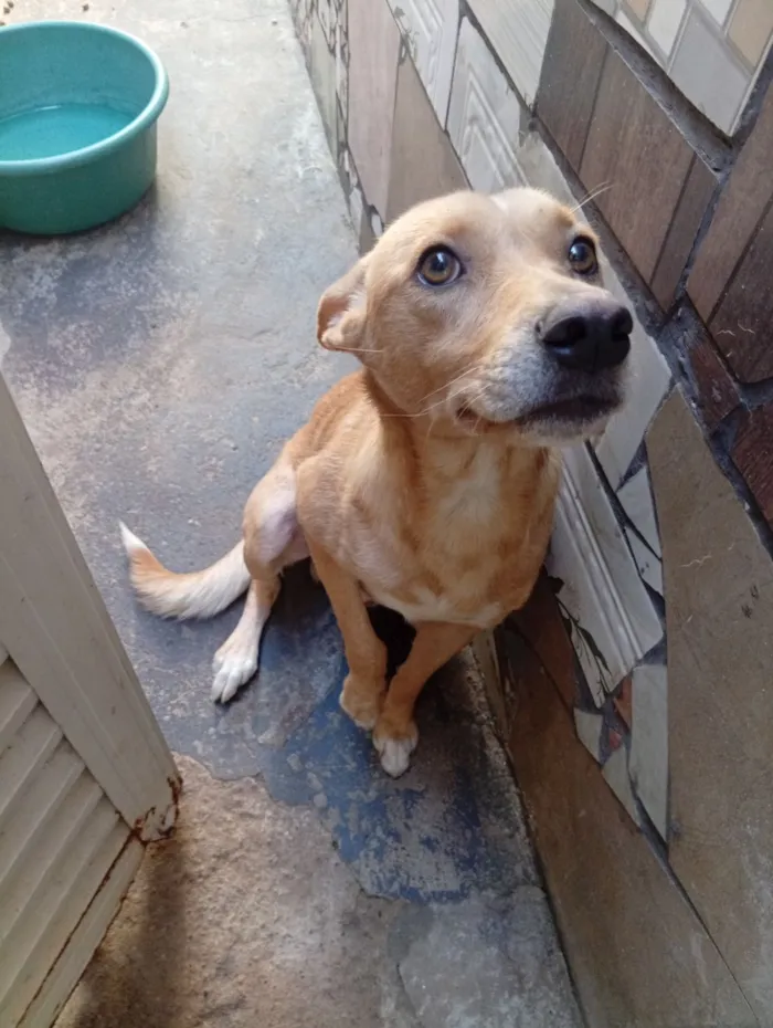 Cachorro raça SRD-ViraLata idade 2 anos nome Bruce 