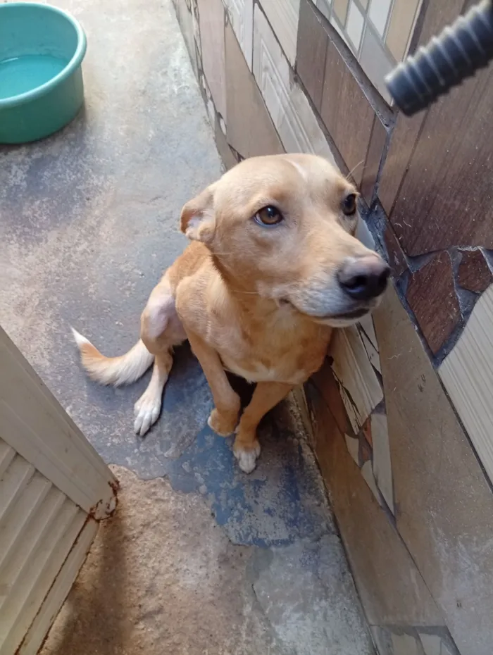 Cachorro raça SRD-ViraLata idade 2 anos nome Bruce 