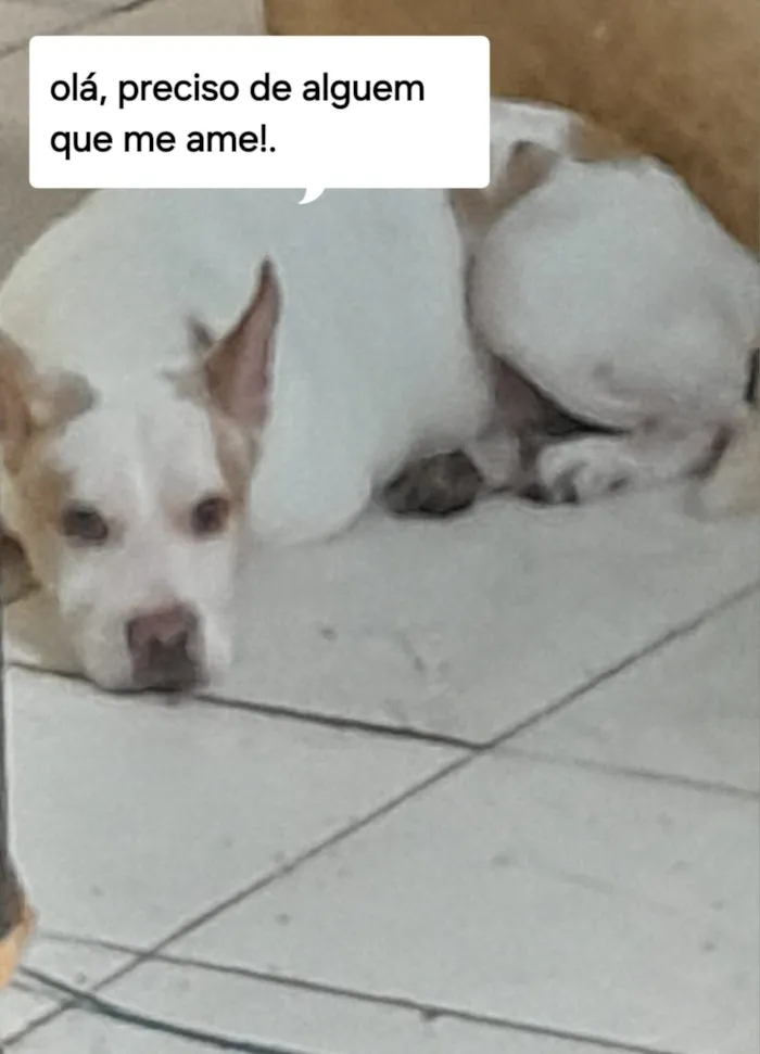 Cachorro raça Pit-Bull idade 2 a 6 meses nome não informado