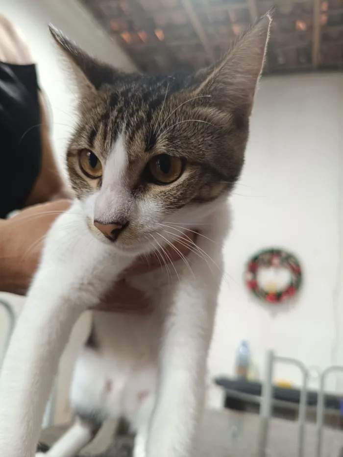 Gato raça SRD-ViraLata idade 7 a 11 meses nome mooon