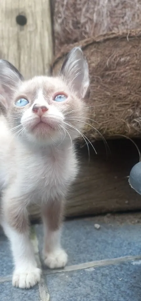 Gato raça SRD-ViraLata idade 2 a 6 meses nome Lagertha