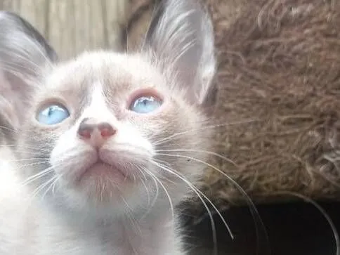 Gato raça SRD-ViraLata idade 2 a 6 meses nome Lagertha