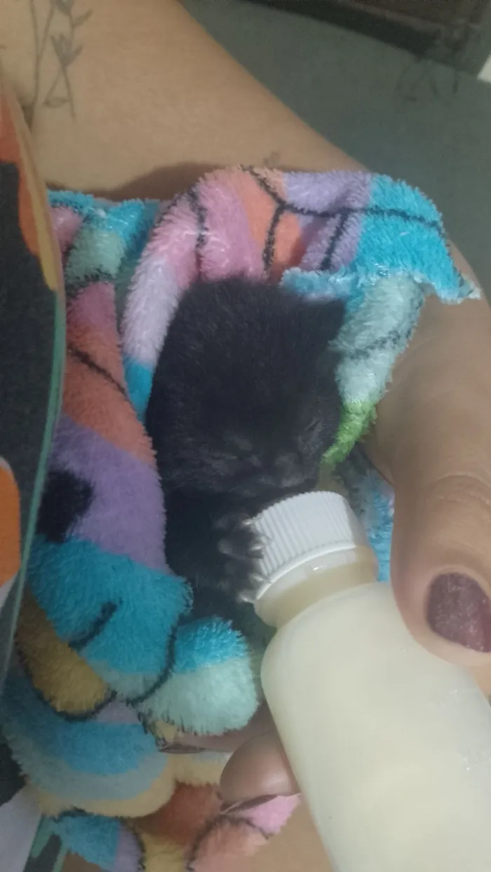 Gato raça SRD-ViraLata idade Abaixo de 2 meses nome Maria Eduarda 