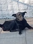 Cachorro raça SRD-ViraLata idade 3 anos nome Gordinho