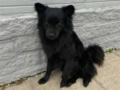 Cachorro raça SRD-ViraLata idade 5 anos nome Urso