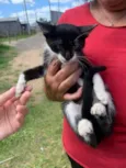 Gato raça SRD-ViraLata idade 2 a 6 meses nome Frajola 
