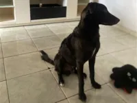 Cachorro raça SRD-ViraLata idade 1 ano nome Preto 