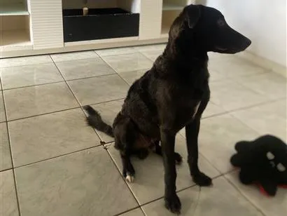 Cachorro raça SRD-ViraLata idade 1 ano nome Preto 