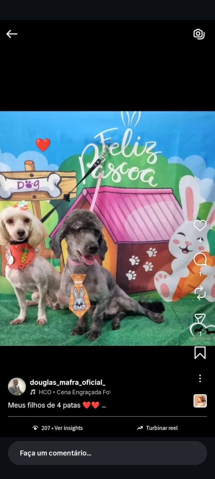 Cachorro raça Poodle idade 6 ou mais anos nome maya 