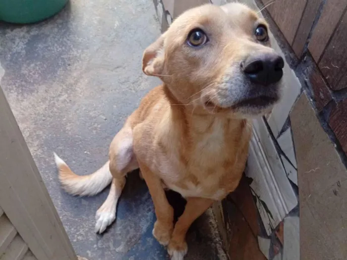 Cachorro raça SRD-ViraLata idade 2 anos nome Bruce 