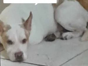 Cachorro raça Pit-Bull idade 2 a 6 meses nome não informado