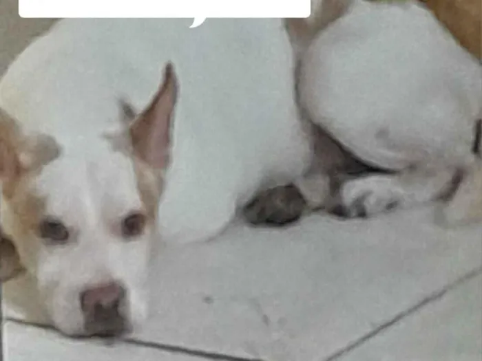 Cachorro raça Pit-Bull idade 2 a 6 meses nome não informado
