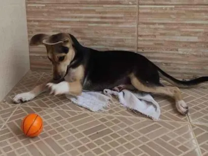 Cachorro raça SRD-ViraLata idade 2 a 6 meses nome nina