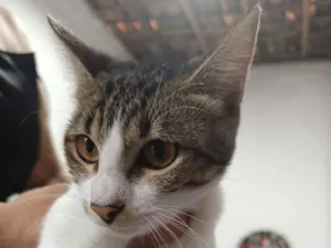 Gato raça SRD-ViraLata idade 7 a 11 meses nome mooon