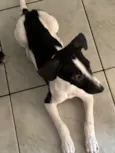 Cachorro raça SRD-ViraLata idade 7 a 11 meses nome Floquinho 