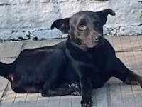 Cachorro raça SRD-ViraLata idade 3 anos nome Gordinho