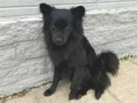 Cachorro raça SRD-ViraLata idade 5 anos nome Urso