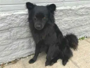 Cachorro raça SRD-ViraLata idade 5 anos nome Urso