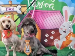 Cachorro raça Poodle idade 6 ou mais anos nome pirata 